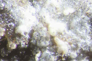 D2_14.jpg (129502 Byte)