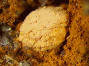 D4_03 Uranosphärit Clara.jpg (205338 Byte)