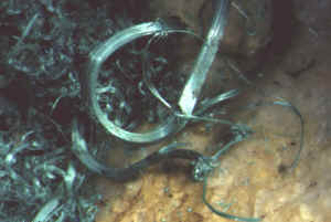 D4_09.JPG (116067 Byte)